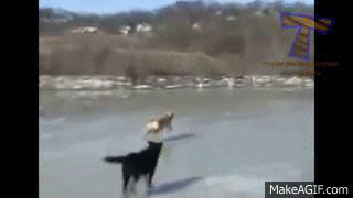 Dog slipping on ice.